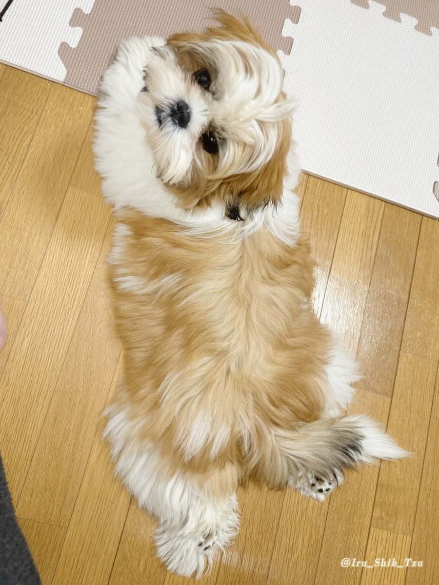 イルはシーズー (@Iru_Shih_Tzu) / Posts / X