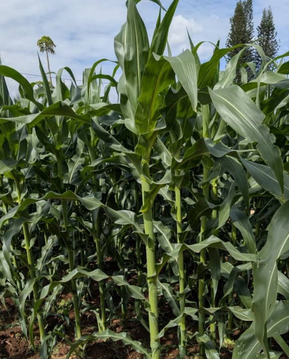 Planting a single maize seed offers numerous advantages for farmers, including increased crop yield, efficient land use, improved soil health, cost-effective cultivation, and the potential for higher income, ultimately supporting sustainable agriculture and food security.