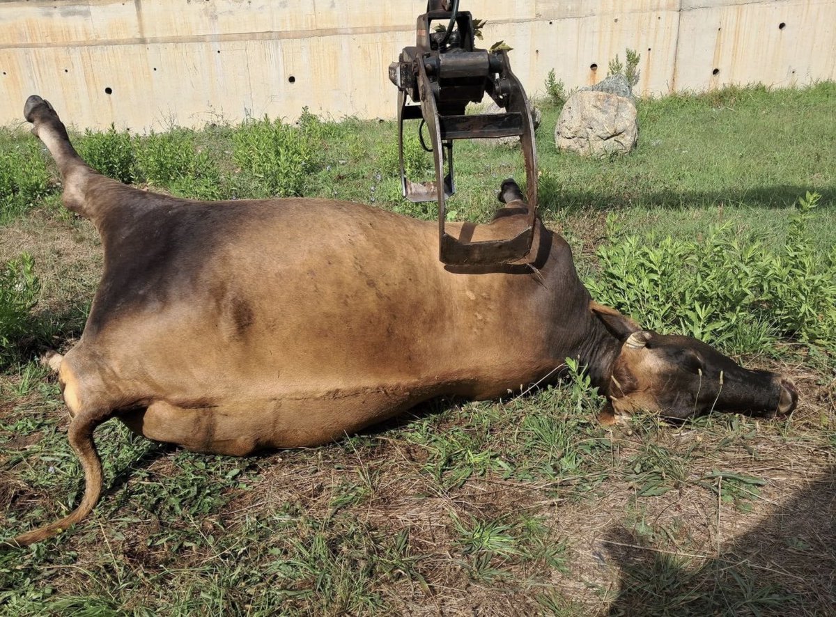 Voilà, les vaches saines ont été assassinées... chargées comme de vulgaires objets dans une benne...
J'ai mal pour ces bêtes...
J'ai mal pour ces éleveurs...
J'ai honte de mon pays...
Et surtout je suis révoltée, je ressens une haine violente contre nos politiques qui ont pris