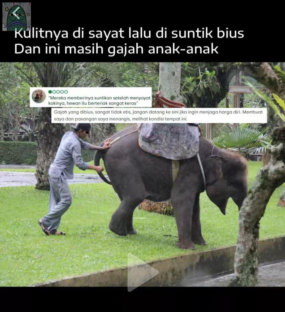 💚 semoga menteri kehutanan kasih sanksi terhadap tindakan ini. STOP EKSPLOITASI GAJAH untuk wisata, sirkus, maupun membersihkan puing bencana banjir. 

KEMBALIKAN GAJAH KE HABITAT ASLINYA❗️