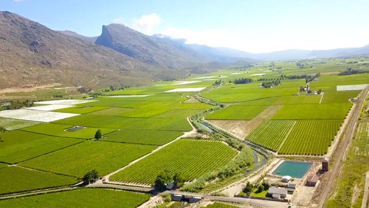 rypentech's tweet photo. 🌍 Climate change is reshaping fruit exports. Heatwaves speed ripening &amp; cause sunburn, poor winter chill disrupts bud break, and water scarcity reduces size &amp; yield. Longer routes amplify risk. RYPEN tech helps maintain quality &amp; cut waste. #climatechange #freshproduce https://t.co/GUAHjXhAX9