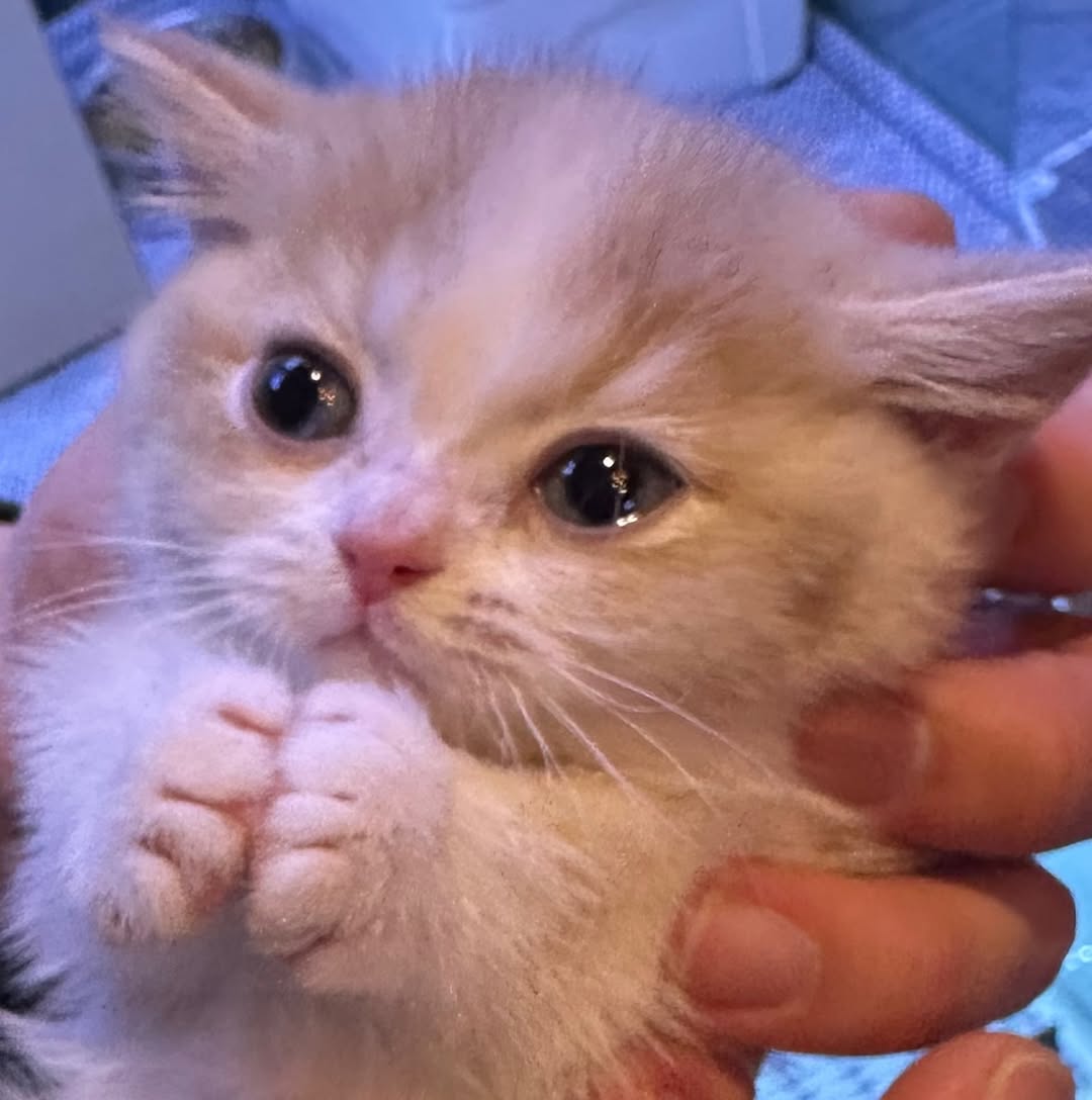 smol silly cat (@catsillyness) on Twitter photo 