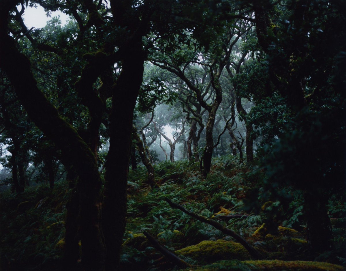 MythoBritannia's tweet image. Good afternoon, it is Rainforest Friday.