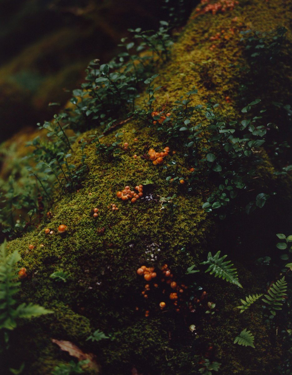 MythoBritannia's tweet image. Good afternoon, it is Rainforest Friday.