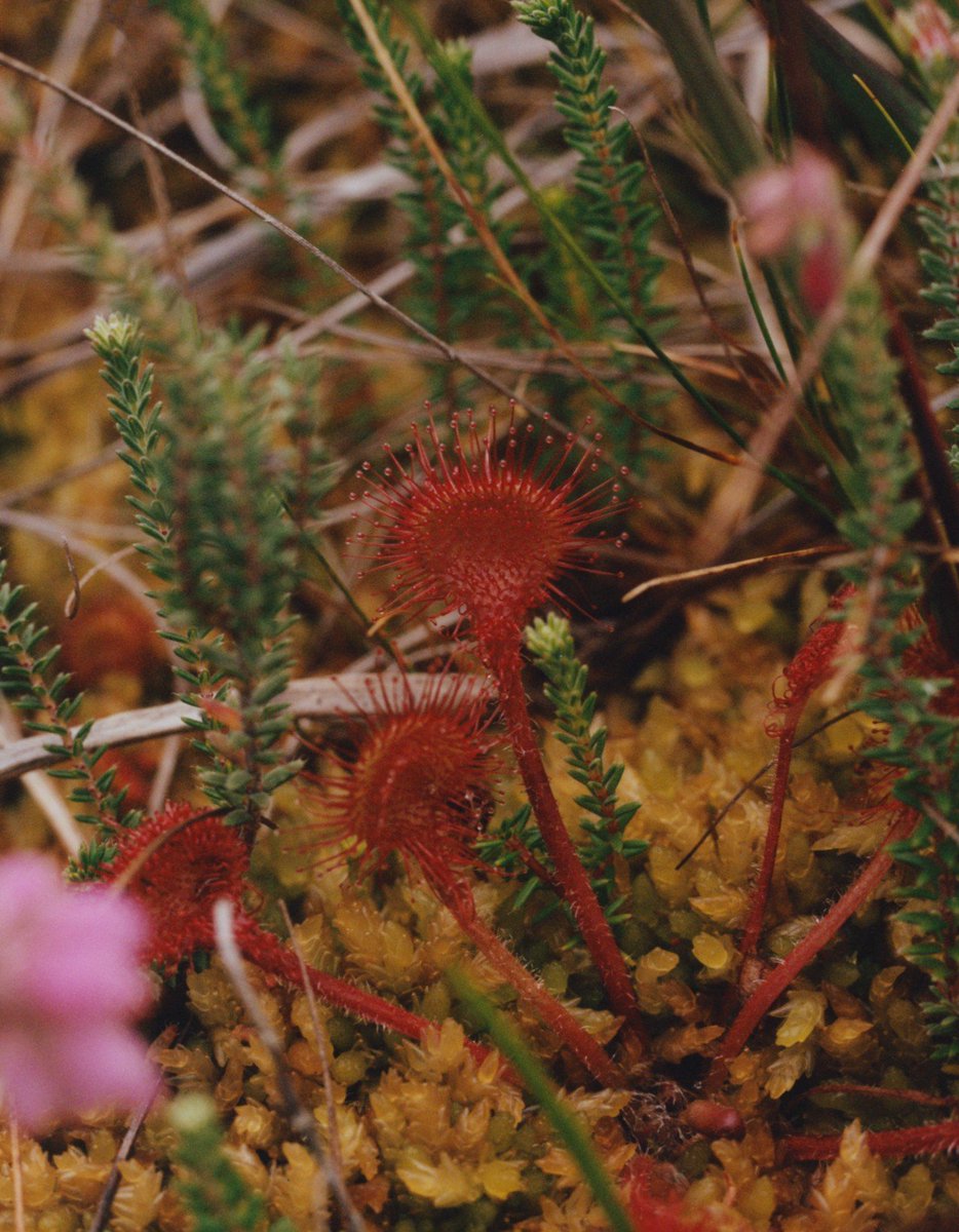 MythoBritannia's tweet image. Good afternoon, it is Rainforest Friday.