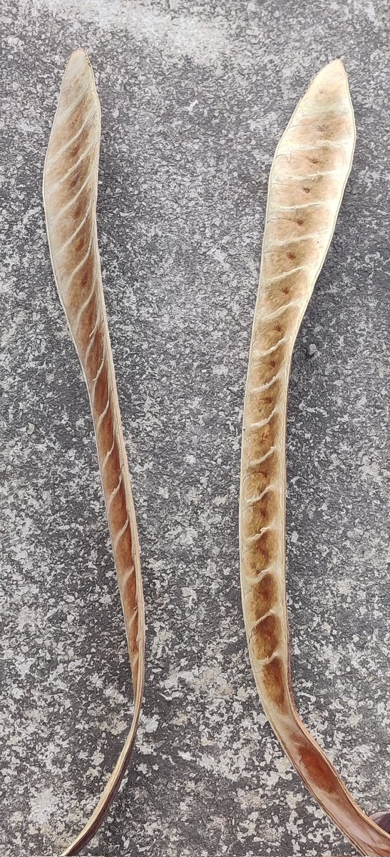 BarveNutan's tweet image. #DailyPictureTheme 
#Patterns