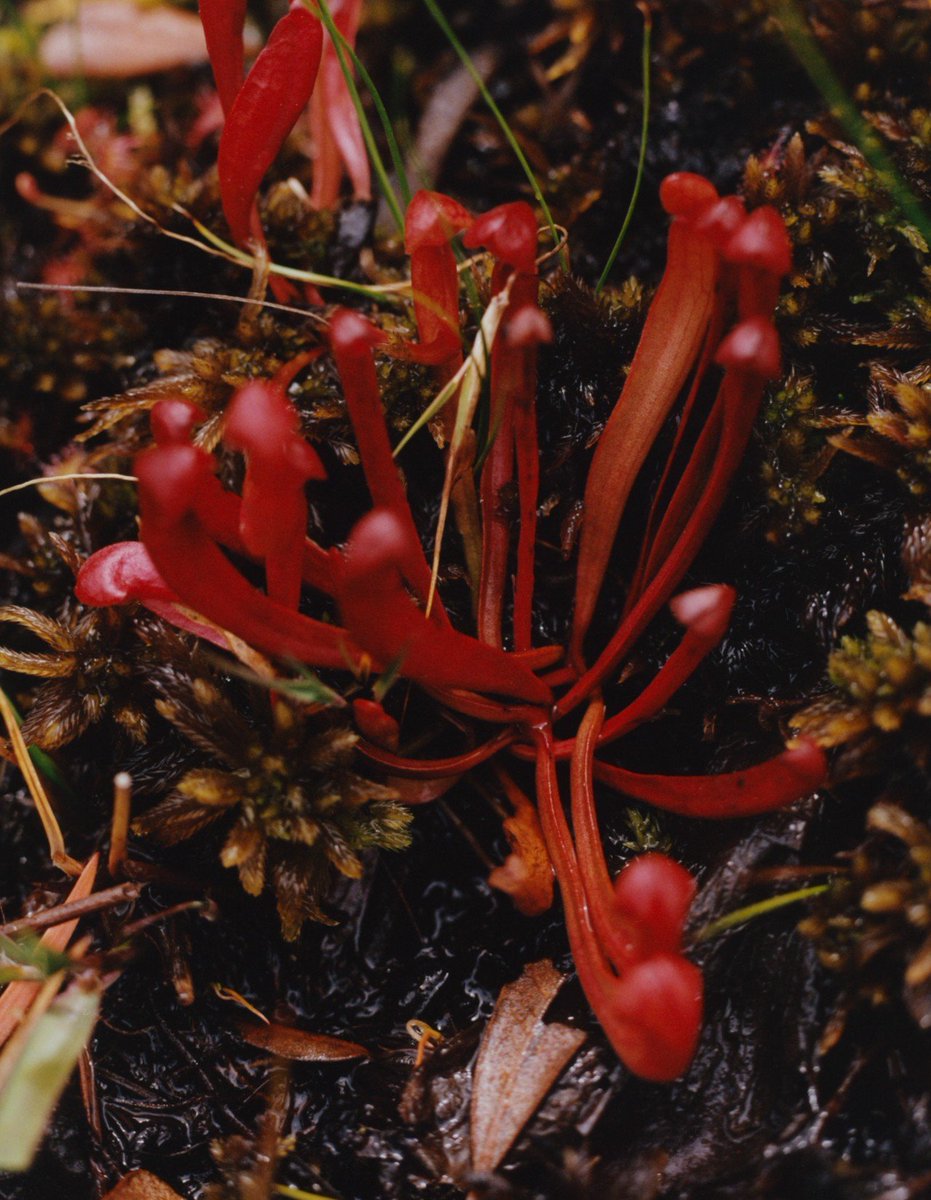 MythoBritannia's tweet image. Good afternoon, it is Rainforest Friday.