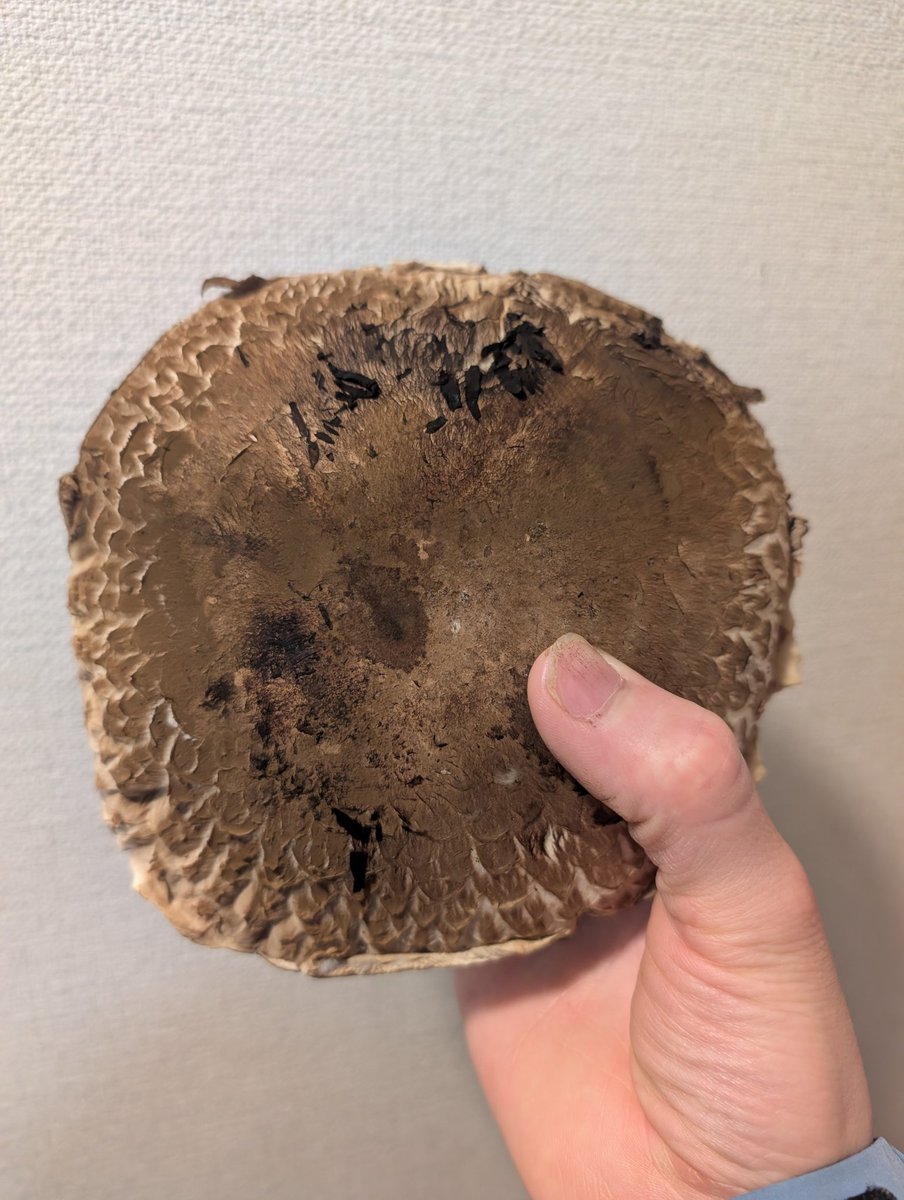 ひいい！ 意味わからないぐらいデカいマッシュルームが売られてた