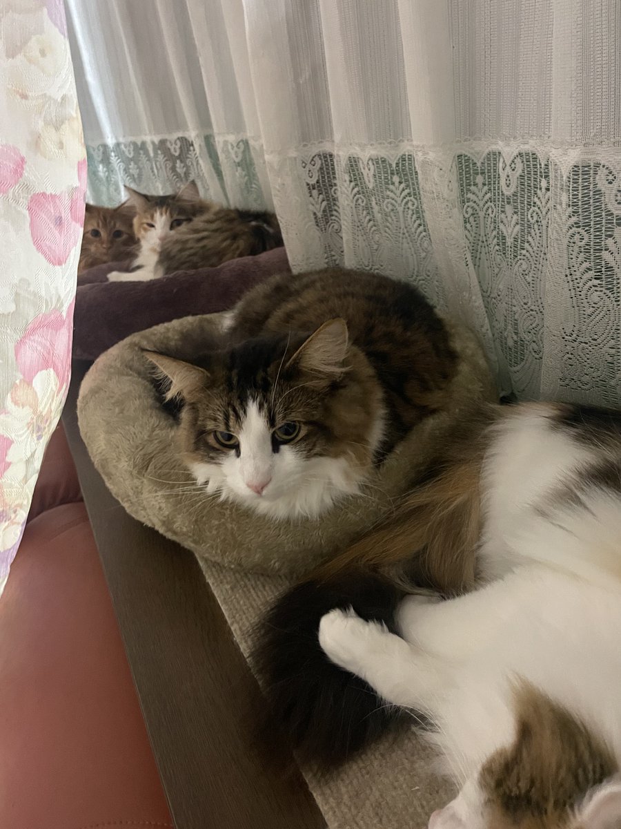 我が家は猫が5匹おります🐈

とてもいい子たち…？だと一応思ってますw

次女が毎日ご飯の管理をしてくれて助かってます(*・ｪ･*)ﾉ