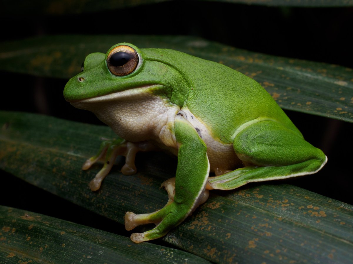 Actiusaliena's tweet image. ヤエヤマアオガエルくん