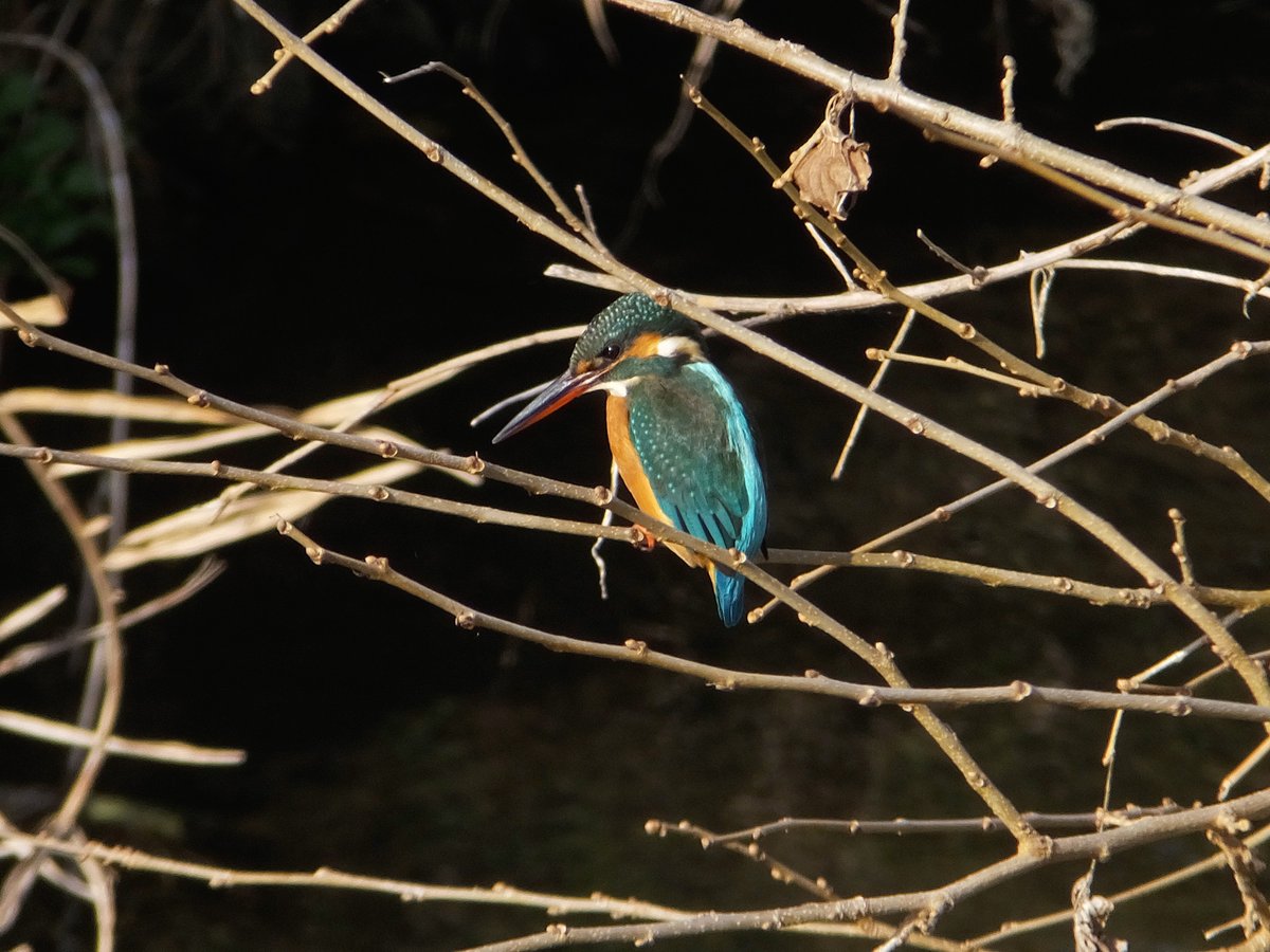 Frank (@Frank16384) / Posts / X