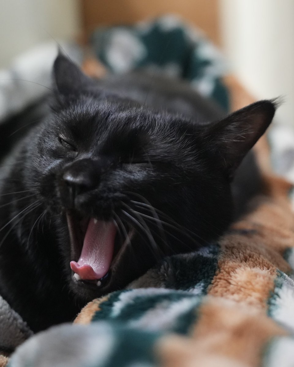 黒猫つくねちゃん太しっぽ (@oreo_blackcat) / Posts / X