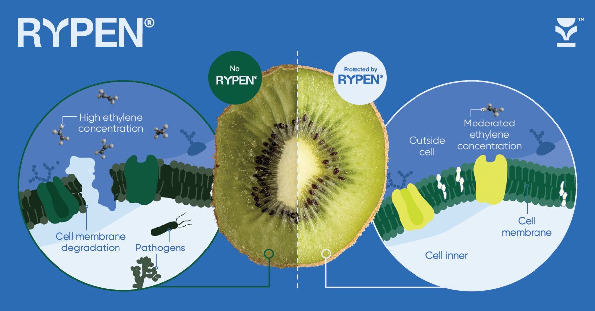 rypentech's tweet photo. Cut fruit releases ‘wound’ ethylene, speeding browning, nutrient loss &amp; juice build-up in packs—hurting shelf appeal. 

RYPEN pads absorb juice &amp; adsorb ethylene, extending shelf life by days &amp; cutting waste by up to 50%.

Freshness matters. 

#freshproduce #retailpackaging https://t.co/brjU1H1UTB