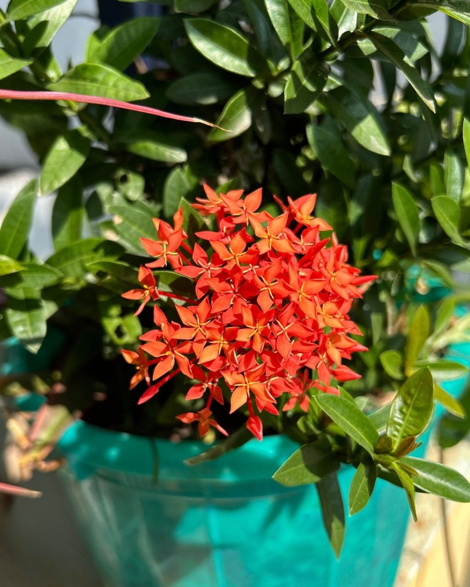 anandzzzz's tweet photo. My pocket-sized jungle at my home in Velachery, Chennai, December 2023.🏡🌸🌿✨
 #Pseuderanthemumcarruthersii #Carruthersfalseface #ixora #Syngonium #Dracaenamarginata #TricolorDragonPlant #Epipremnumaureum #greenpothos  #Tradescantiapallid #purpleheart #Zephyranthes #rainlily https://t.co/BDQ1hfg9Yd