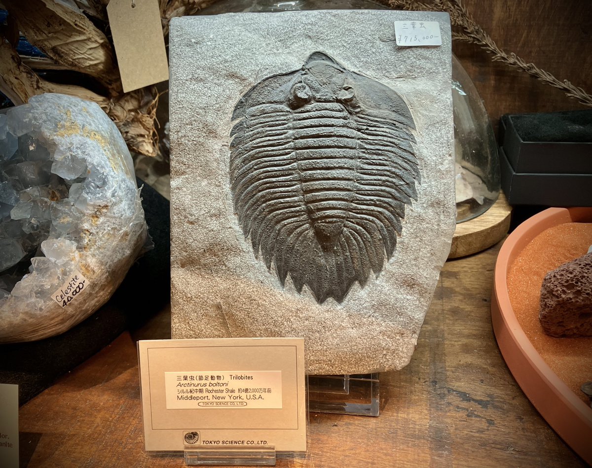 ✨\鉱物に引き続き、化石も負けてませんよ〜〜！！//✨ 今年は、な