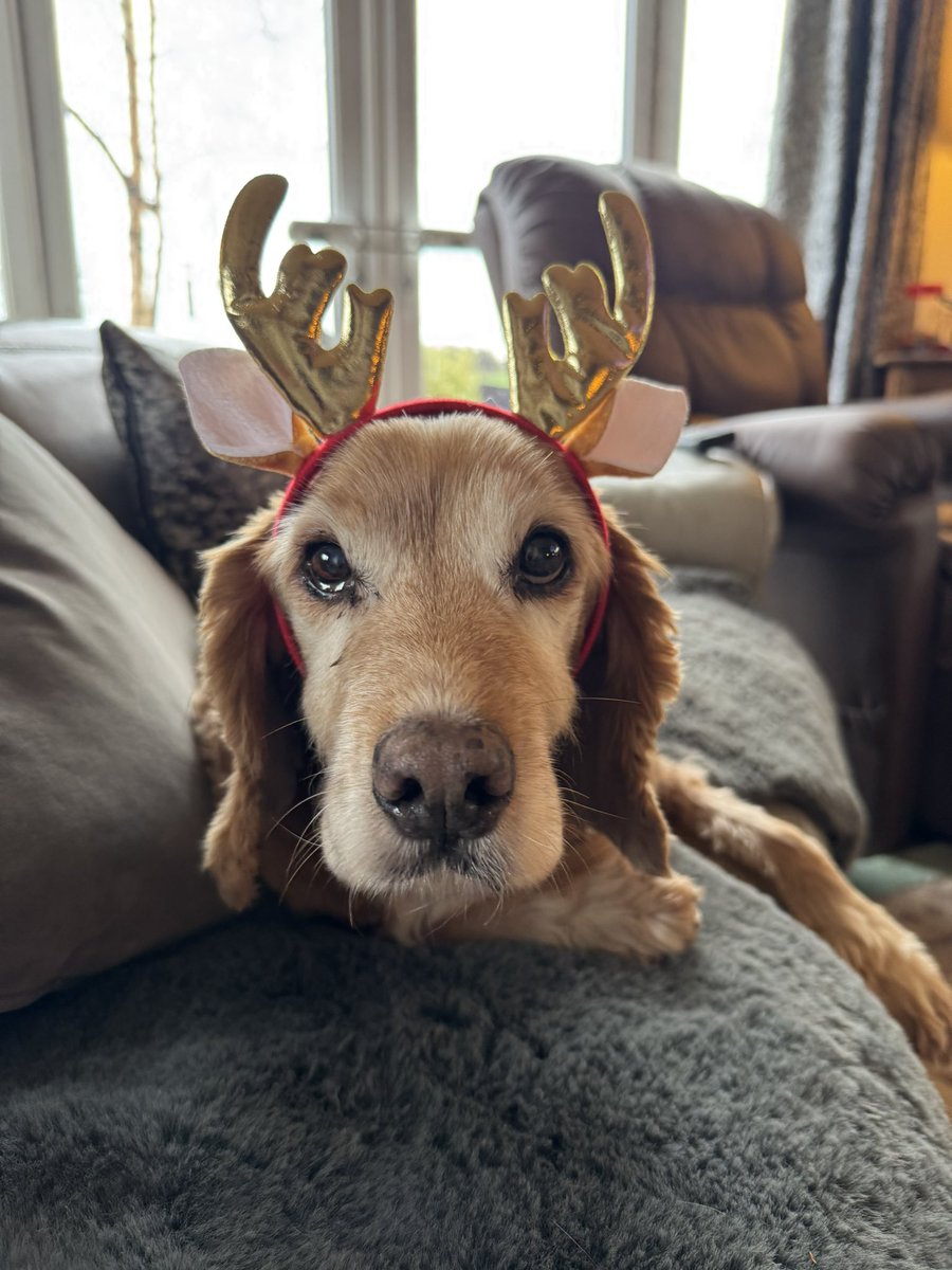 SpanielsSuper's tweet photo. @laskoi @madcap_max Said by all #DogMums
NOT by DOGS!!!!!!! #HowCouldYou https://t.co/rH6SVfyUeH
