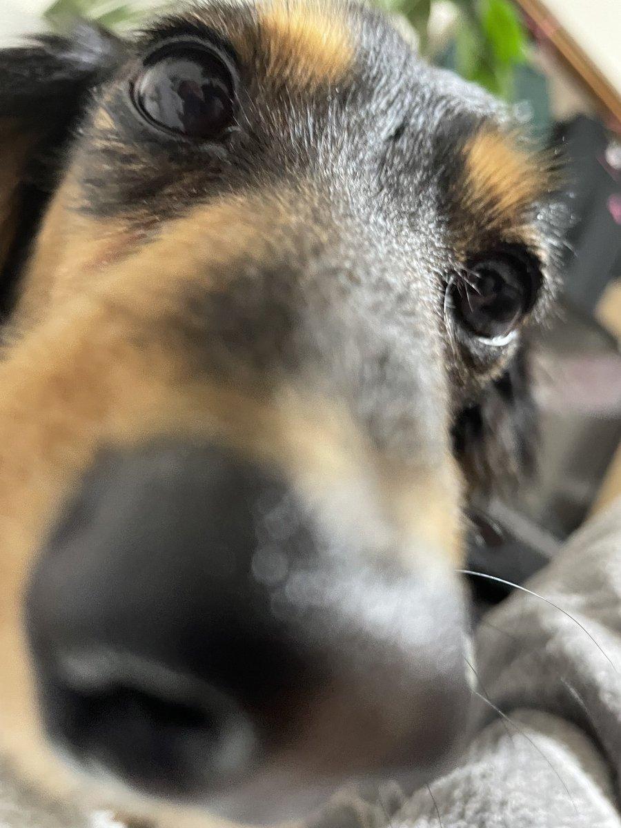 ロイくん🐶Mダックス♂ (@roiroi_reon02) / Posts / X