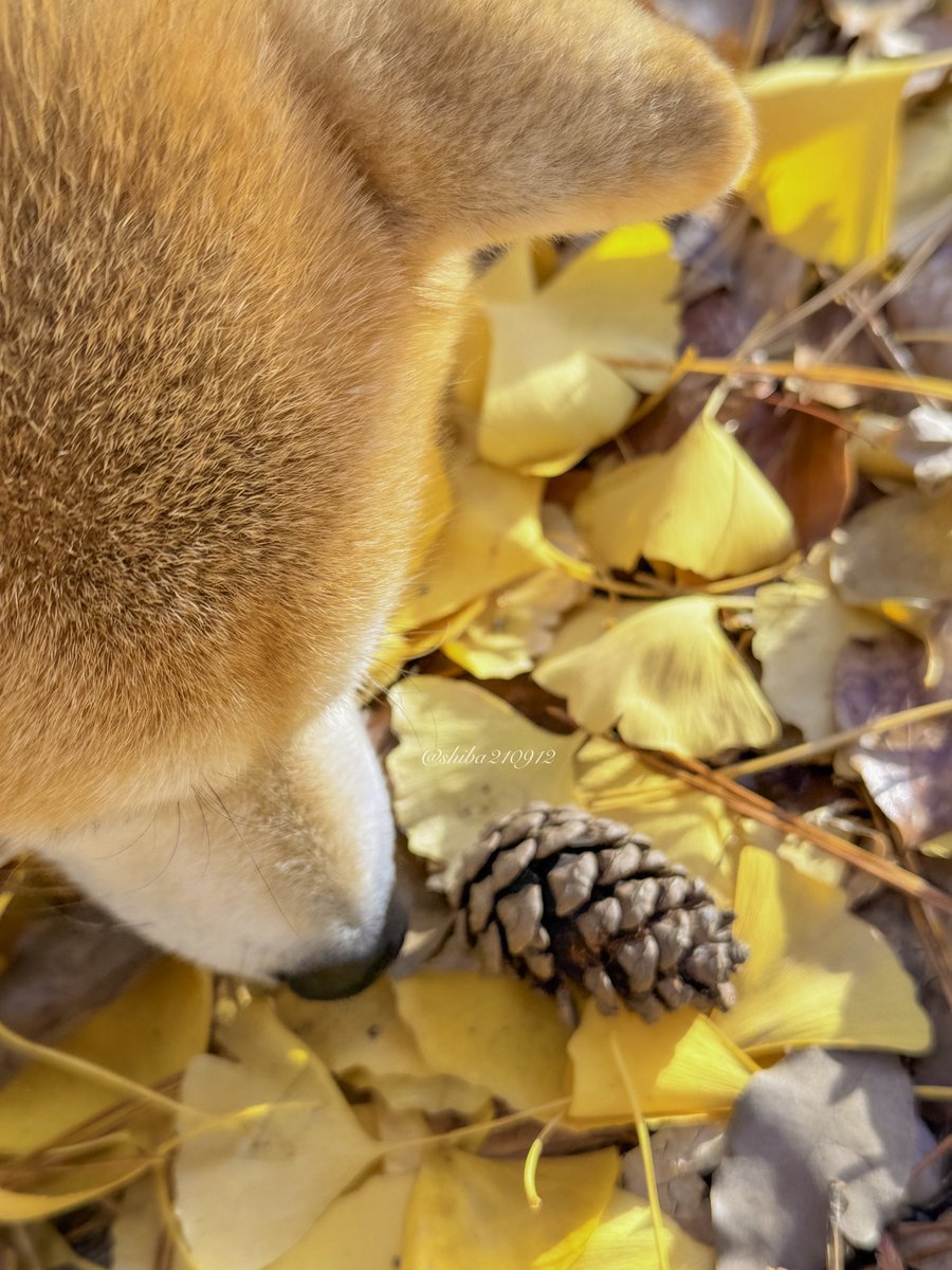 柴犬もも (@shiba210912) / Posts / X
