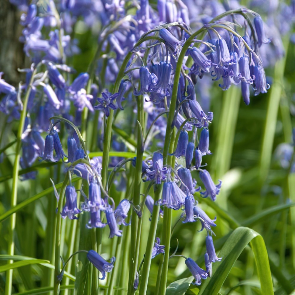 Want to add the nations most loved wildflower to your garden? English Bluebells in the Green - AVAILABLE TO PRE-ORDER NOW >> hubs.ly/Q03XbzDC0
