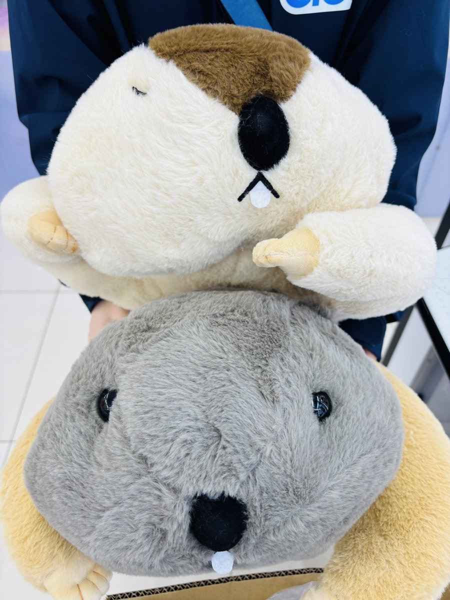 本日入荷✨】 『Dr．マーモットまもちおもプクのぺたーん＆マモ相撲