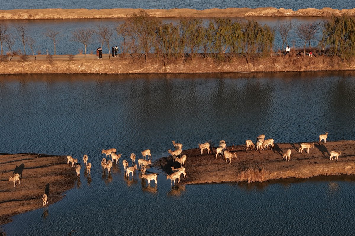 GoJiangsu's tweet photo. Milu deer roam freely and forage across the wetlands of Yancheng, Jiangsu. https://t.co/6ZsmgMDu8y