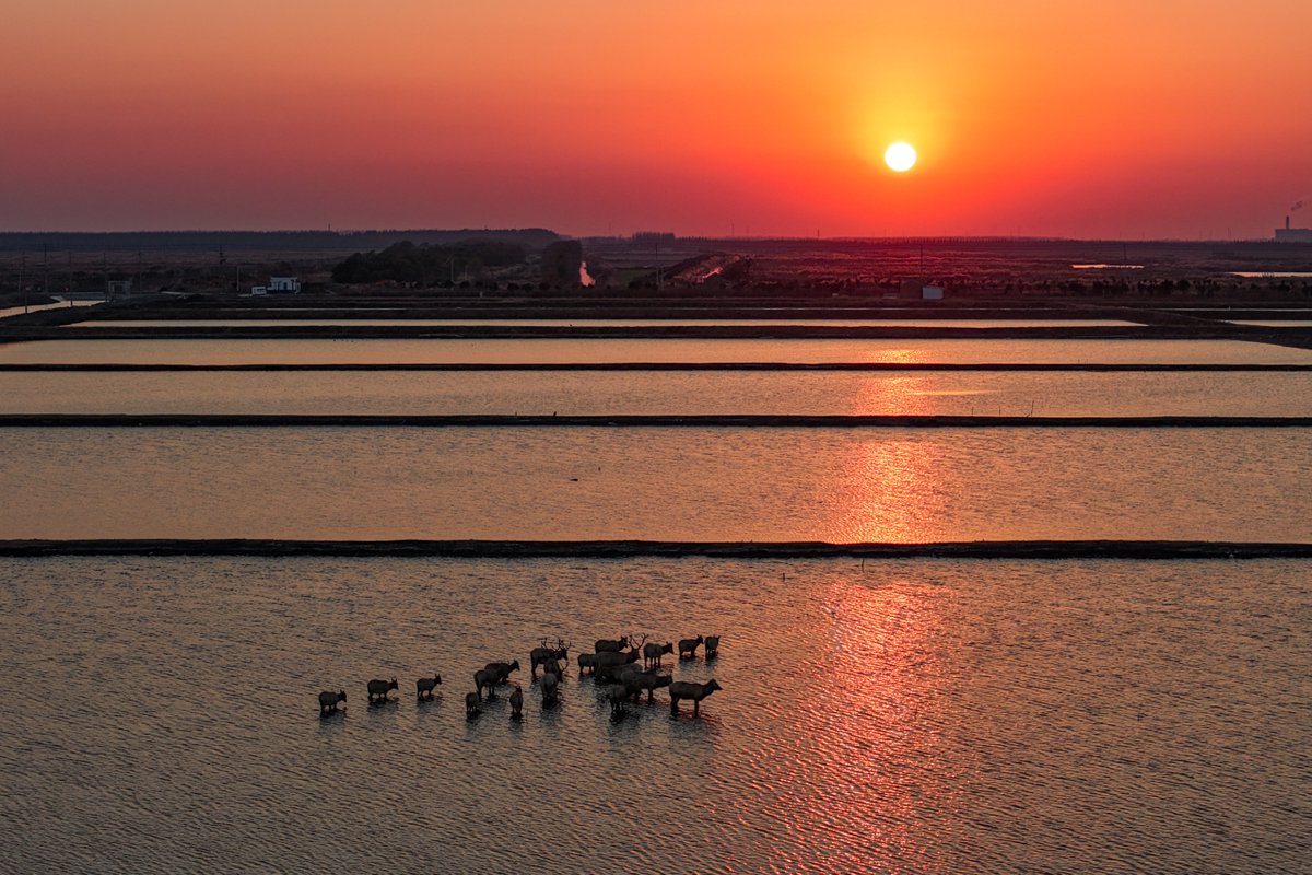 GoJiangsu's tweet photo. Milu deer roam freely and forage across the wetlands of Yancheng, Jiangsu. https://t.co/6ZsmgMDu8y