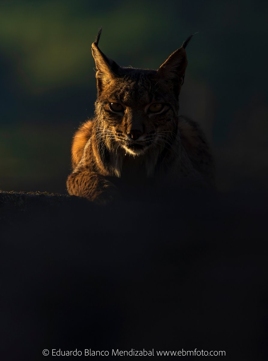 Hoy es el Día internacional del lince ibérico ¿Quieres venir a fotografiarlo conmigo? 
7, 8 y 9 de enero. Andújar (Jaén) ¡Últimas 5 plazas! 
9, 10 y 11 de enero. Andújar ¡COMPLETO! 
12, 13 y 14 de junio. Andújar ¡Últimas 4 plazas!