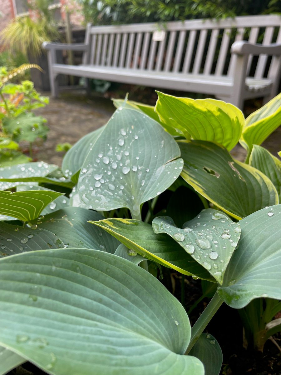 Star moment: plants treated with S-Chelate showed up to 40 % greater vigour in our trials. 

What would you like to see next in your garden?