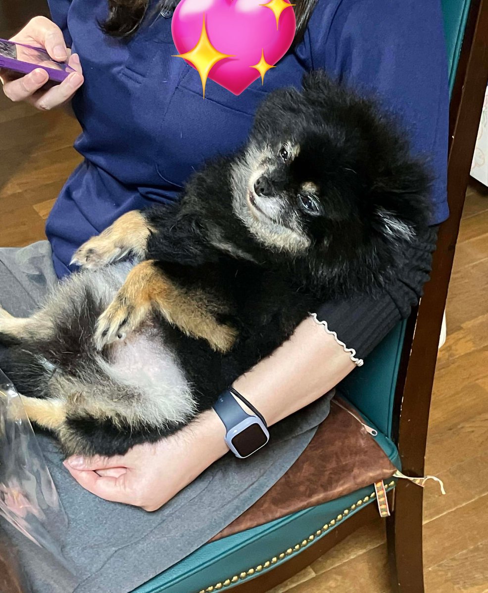 めめこ犬 (@szm8v8) on X