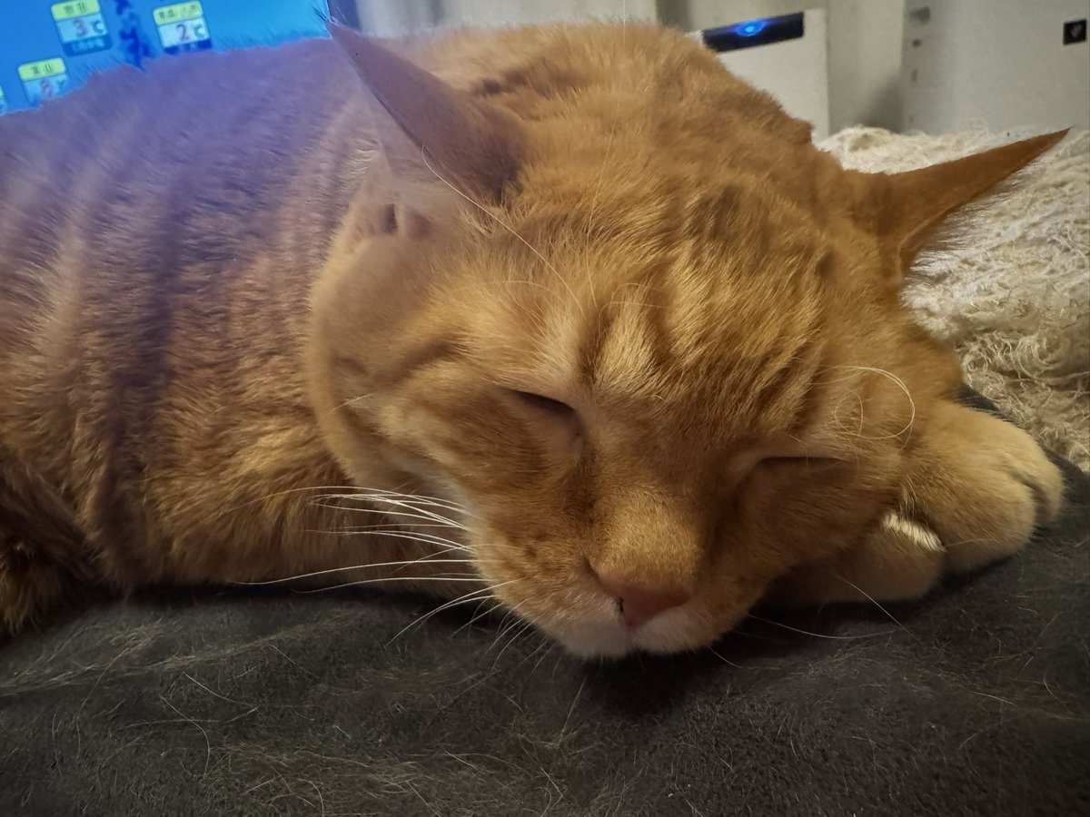 とらまる image.jpg