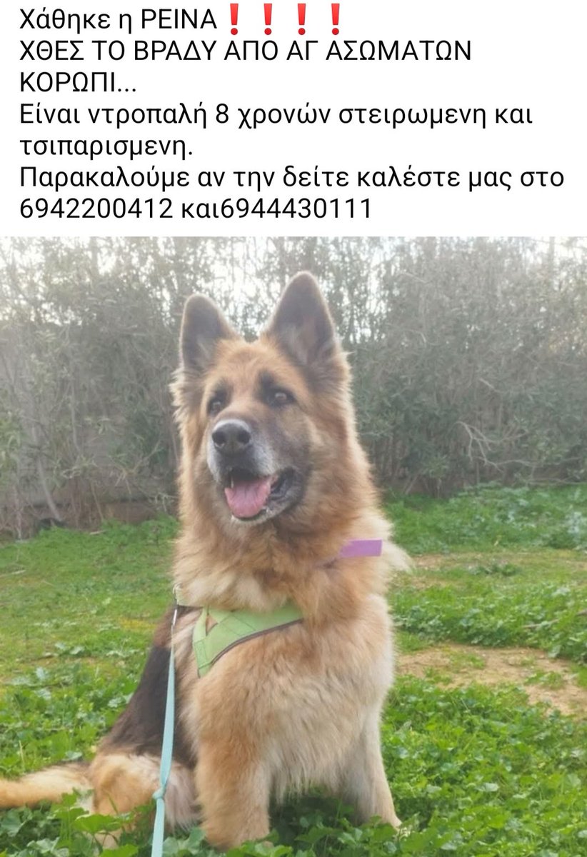 🆘️🆘️🆘️
Χάθηκε η Ρεινα απο Αγ.Ασωματων Κορωπι 
8 ετών στειρωμενη με τσιπ
Αν κάποιος γνωρίζει κάτι να επικοινωνήσει άμεσα με τα τηλ
Rt 🙏 🙏 🙏