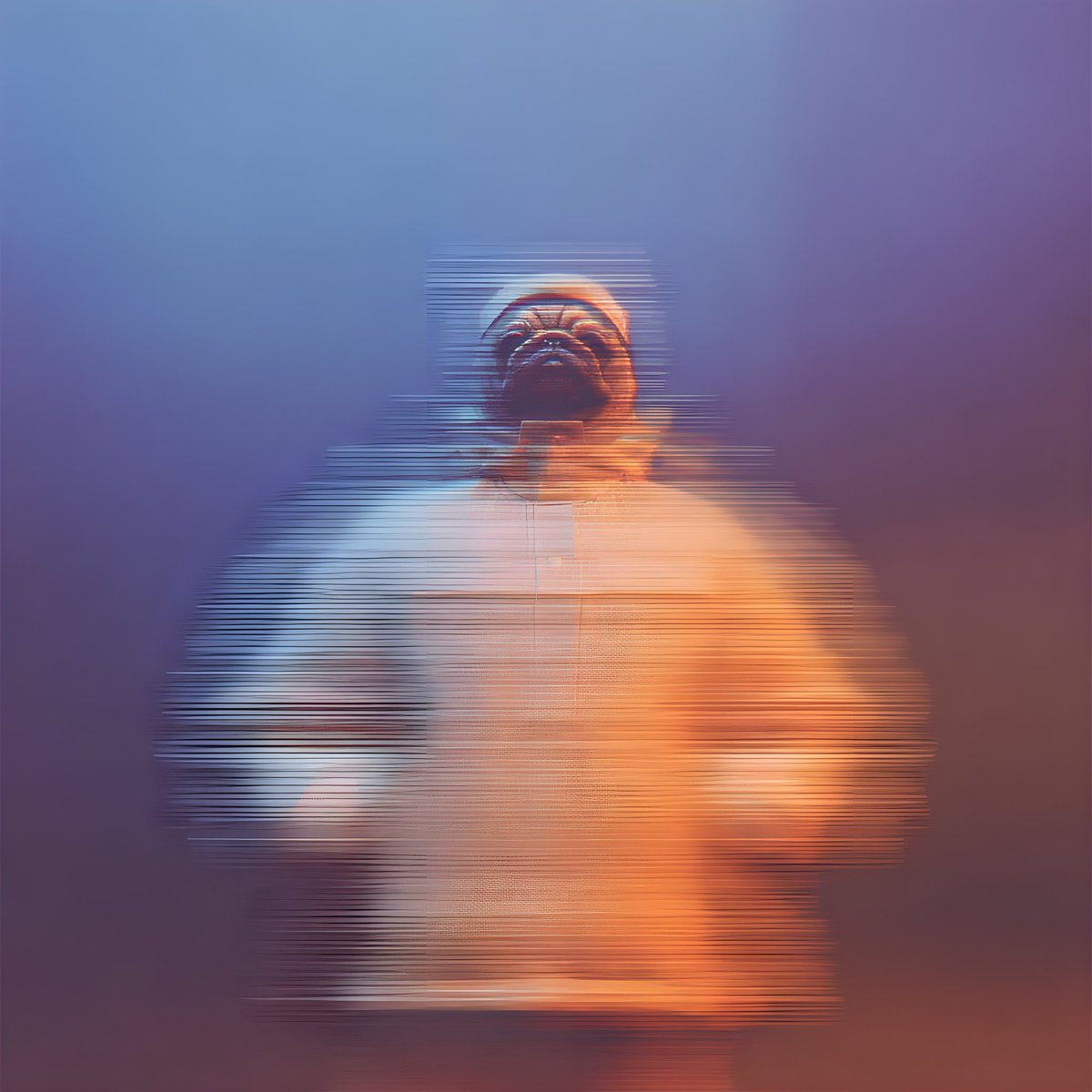 Habibi the Pug 🐾🐾 tweet media