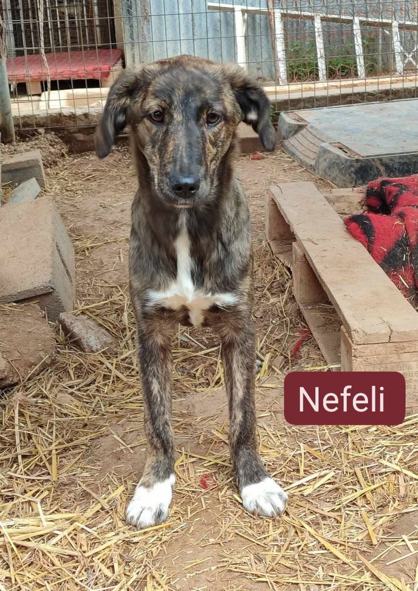 KatKatPt's tweet image. 🆘️🆘️🆘️
Η Νεφέλη 2 ετών,22 κιλά,στειρωμενη
Ένα χαρούμενο μωρό που εγινε φοβικο γτ κανείς δν τη θελησε
Ζει σε ενα κλουβί για δεύτερα Χριστούγεννα κ μαραζώνει
Ενας άνθρωπος για εκεινη;
Rt 🙏 🙏 🙏