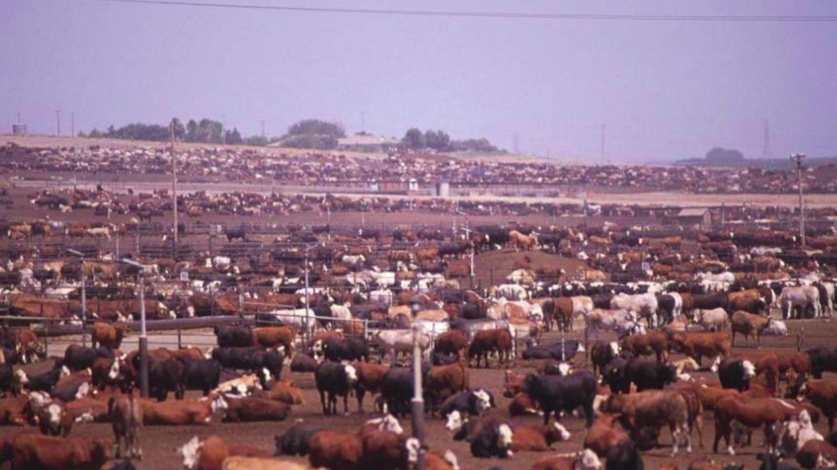 PalmOilDetect's tweet image. #Research finds outbreaks of #zoonotic #diseases are linked to changes in #forest cover and global #palmoil expansion Resist the ecocide when you shop! 🌴🔥🧐🙊⛔️ #Boycott4Wildlife #Boycottpalmoil @palmoildetect palmoildetectives.com/2022/01/27/202…