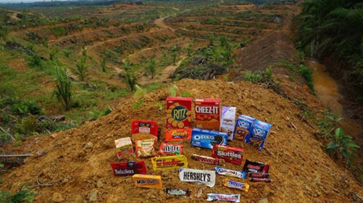 PalmOilDetect's tweet image. #Research finds outbreaks of #zoonotic #diseases are linked to changes in #forest cover and global #palmoil expansion Resist the ecocide when you shop! 🌴🔥🧐🙊⛔️ #Boycott4Wildlife #Boycottpalmoil @palmoildetect palmoildetectives.com/2022/01/27/202…