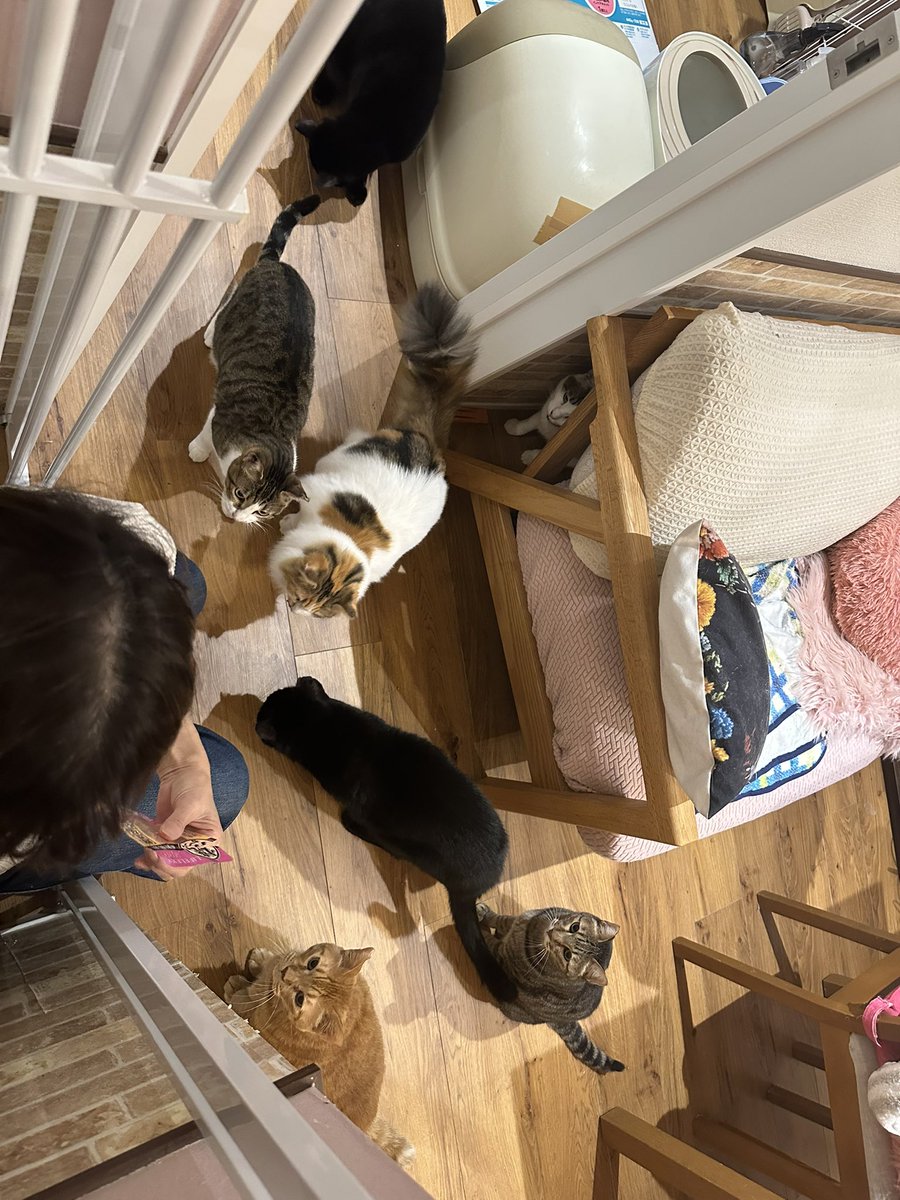 にゃんこカフェ(譲渡型保護猫カフェ) (@nyankocafe22) / Posts / X