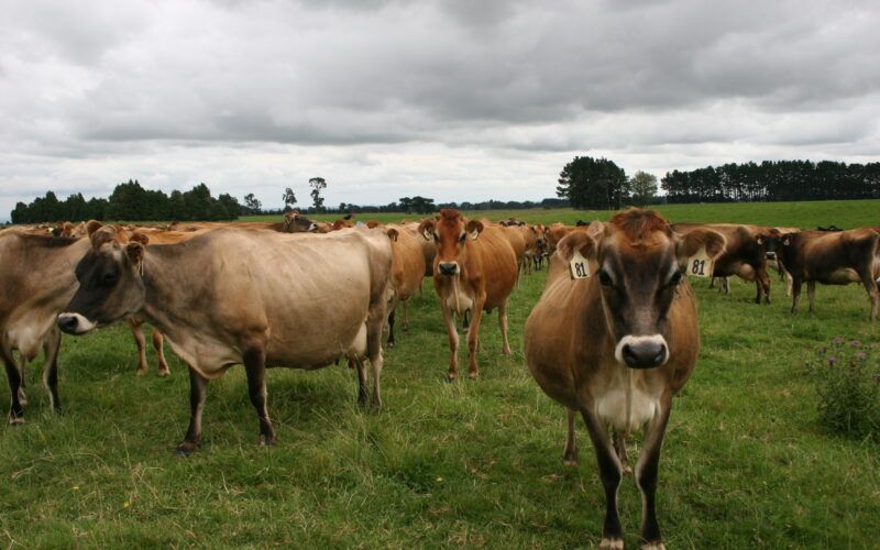 eDairyNews's tweet image. NZ #Dairy Margins Tighten as #Costs Rise 16 Cents. Read the News 👉  buff.ly/CcxuJ7x