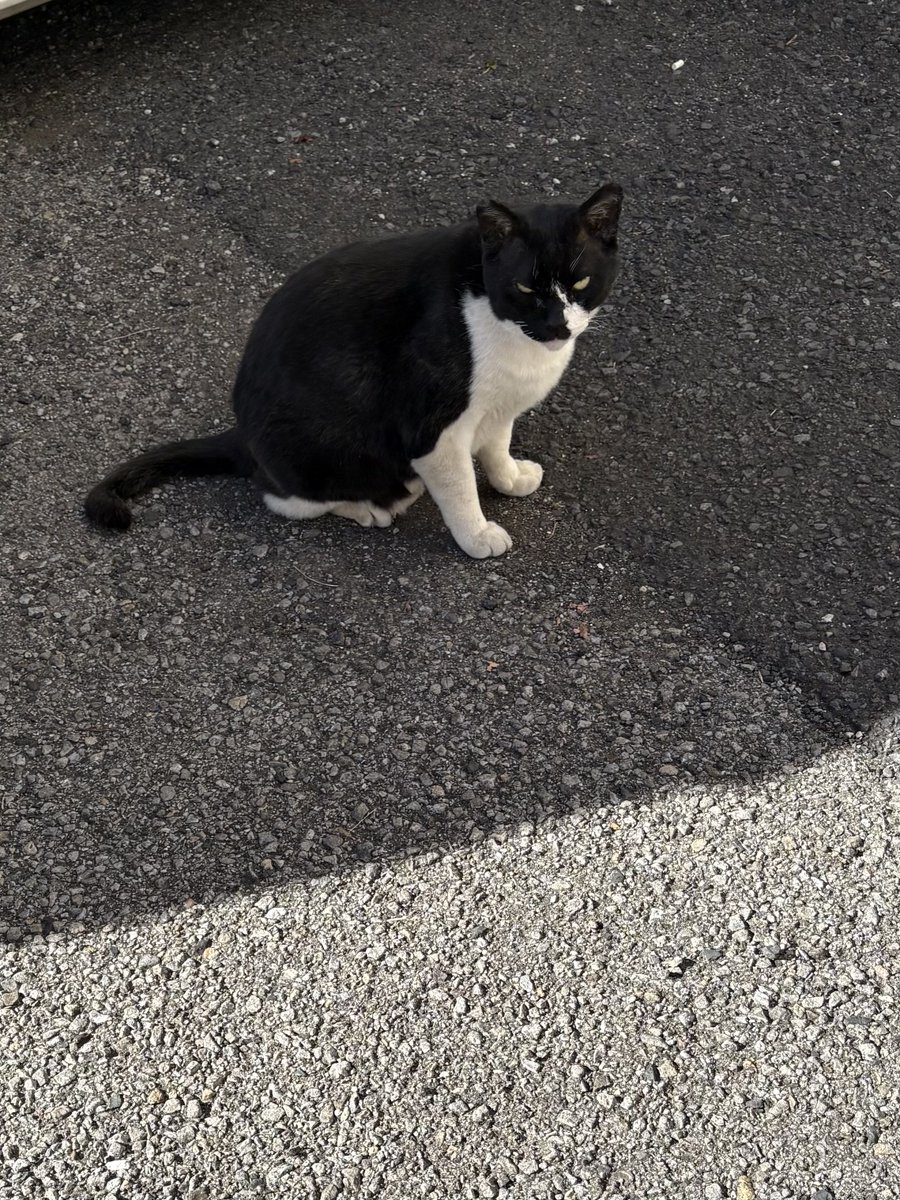 zestnot's tweet photo. 😾💢 https://t.co/yHs4Noeisk