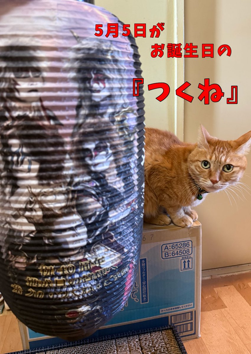 Puchio09's tweet photo. 今日、聖飢魔IIの呪いの提灯が届きました🏮
まずは名前が入ったうちの猫様達と記念撮影📸
1枚目は『茶づけ』
2枚目は『つくね』
残念ながら恥ずかしがり屋の『ごま』は、イケメン構成員様達に照れてしまい一緒に写真が撮れず…🤭(笑)
ちなみに…つくねの誕生日は5月5日🎂
誰と一緒でしょう��❓ https://t.co/XGi1bH4naz