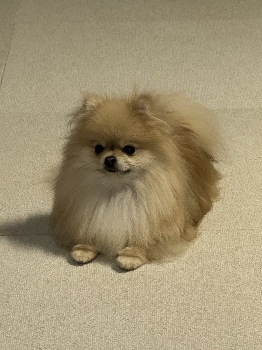 予防接種を受ける犬が話題ですね

うちの子も予防接種後は「もう二度と人間なんて信じない」という顔をしていました