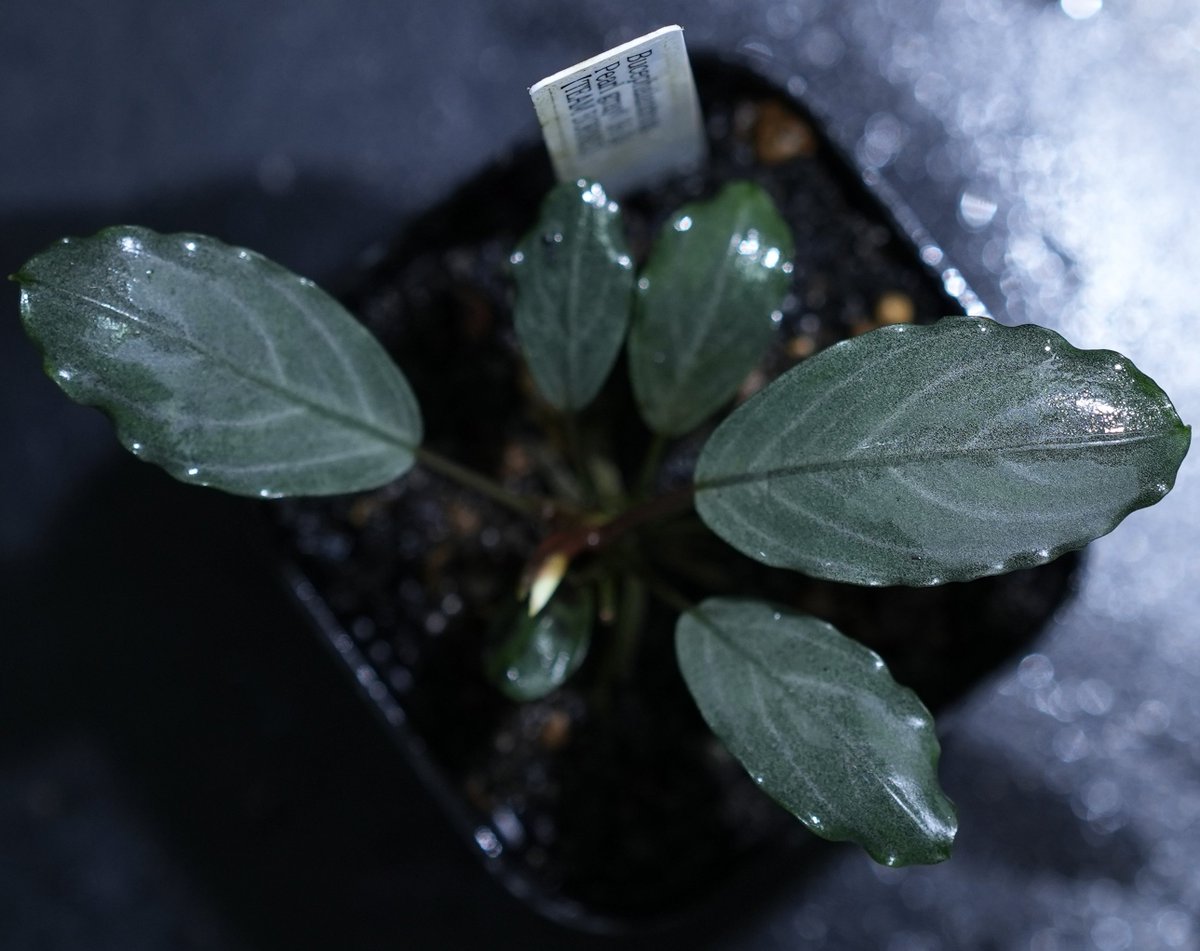 去年購入してからギラギラの表現が際立ってきました✨ なんだか銀