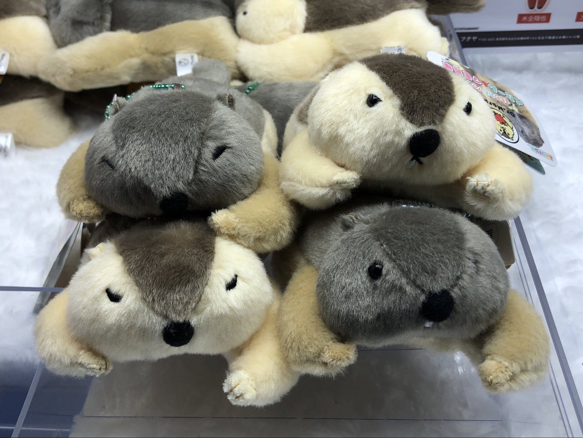 景品情報】 Dr.マーモットまもちおもプクのぺたーん&マモ相撲 ✨入荷