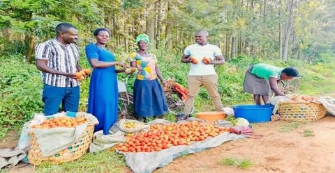 OkoropotJ's tweet photo. Amolatar: Farmers reaping big after Gov’t sets up solar irrigation scheme. ##PayWithAirtelMoney Lake Albert Joseph Bebe #PinABox Spirit Bunyoro https://t.co/ZIq7RBa7i4