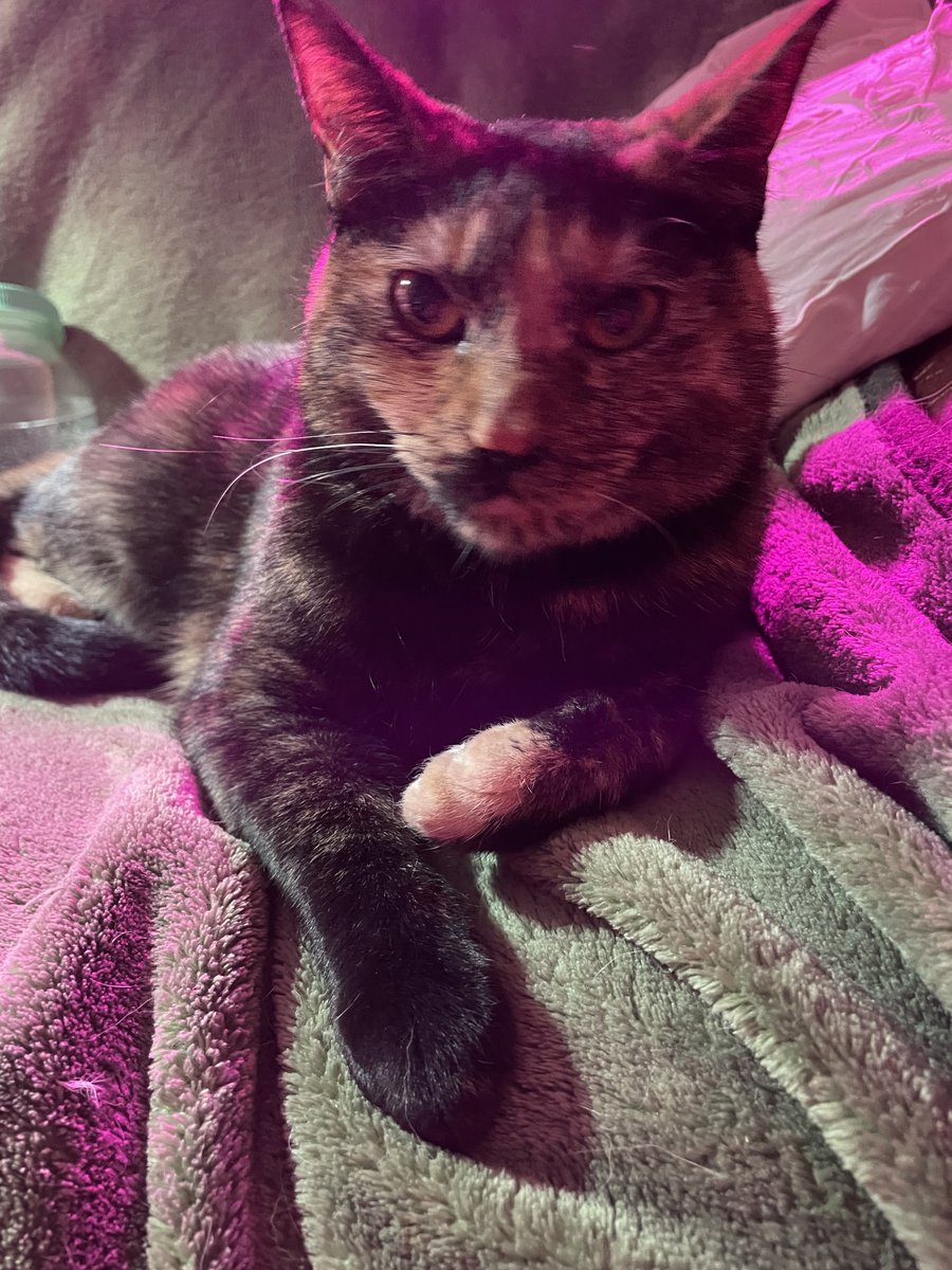 AmyCommie's tweet photo. @purrinink Me too, Kitty! Look at the pretty kitties I adopted. https://t.co/Dv0rUJYnPF