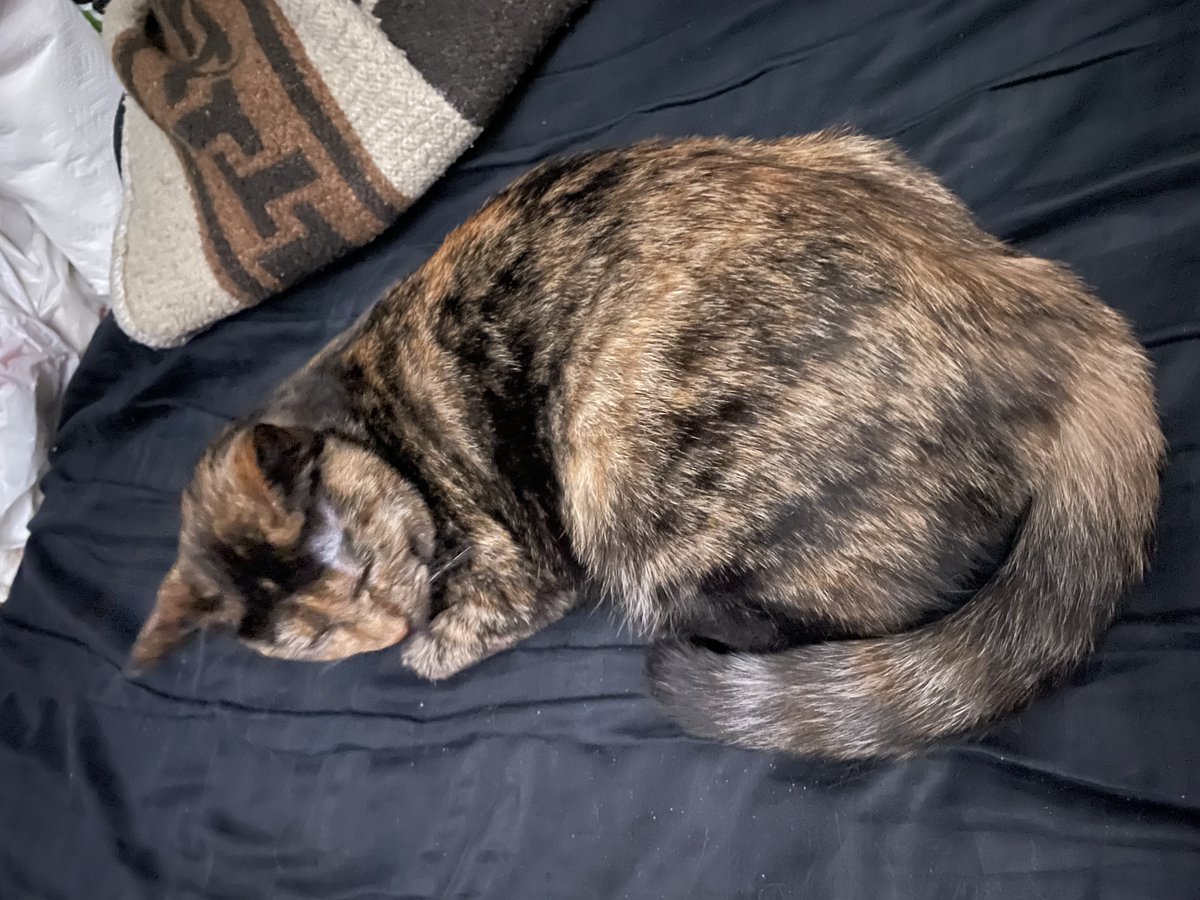 AmyCommie's tweet photo. @purrinink Me too, Kitty! Look at the pretty kitties I adopted. https://t.co/Dv0rUJYnPF