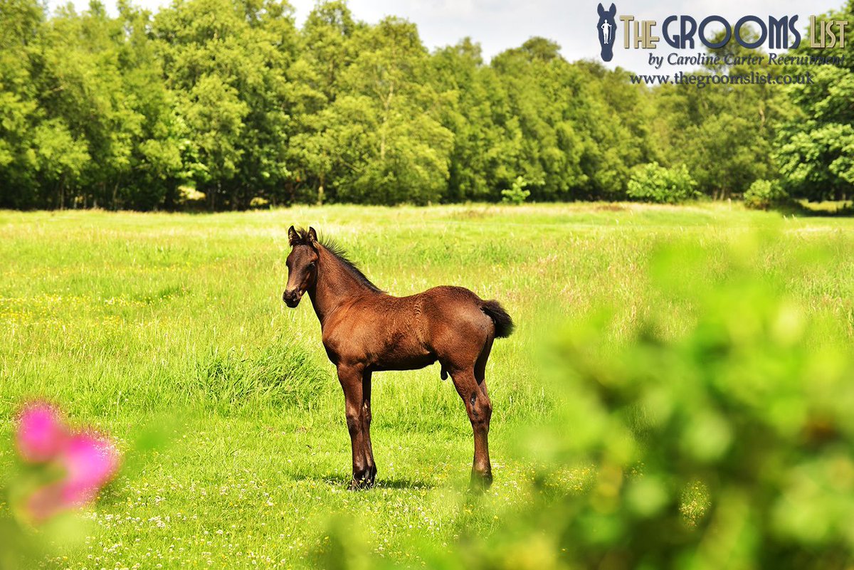 grooms_list's tweet image. JL140039 Hampshire - Live In Stud Hand For A Thoroughbred Privately Owned Yard

*Weekday hours 8am - 4 pm. Weekend hours 8am to 11am - 3pm to 4pm *28 days holiday *Single accommodation
thegroomslist.co.uk/equine-jobs/14… 

#studwork #careersinbreedinghorses #thegroomslist #careeropportunity