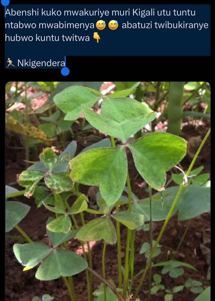 Abenshi kuko mwakuriye muri Kigali utu tuntu ntabwo mwabimenya😅😅 abatuzi twibukiranye hubwo kuntu twitwa👇

🏃Nkigendera