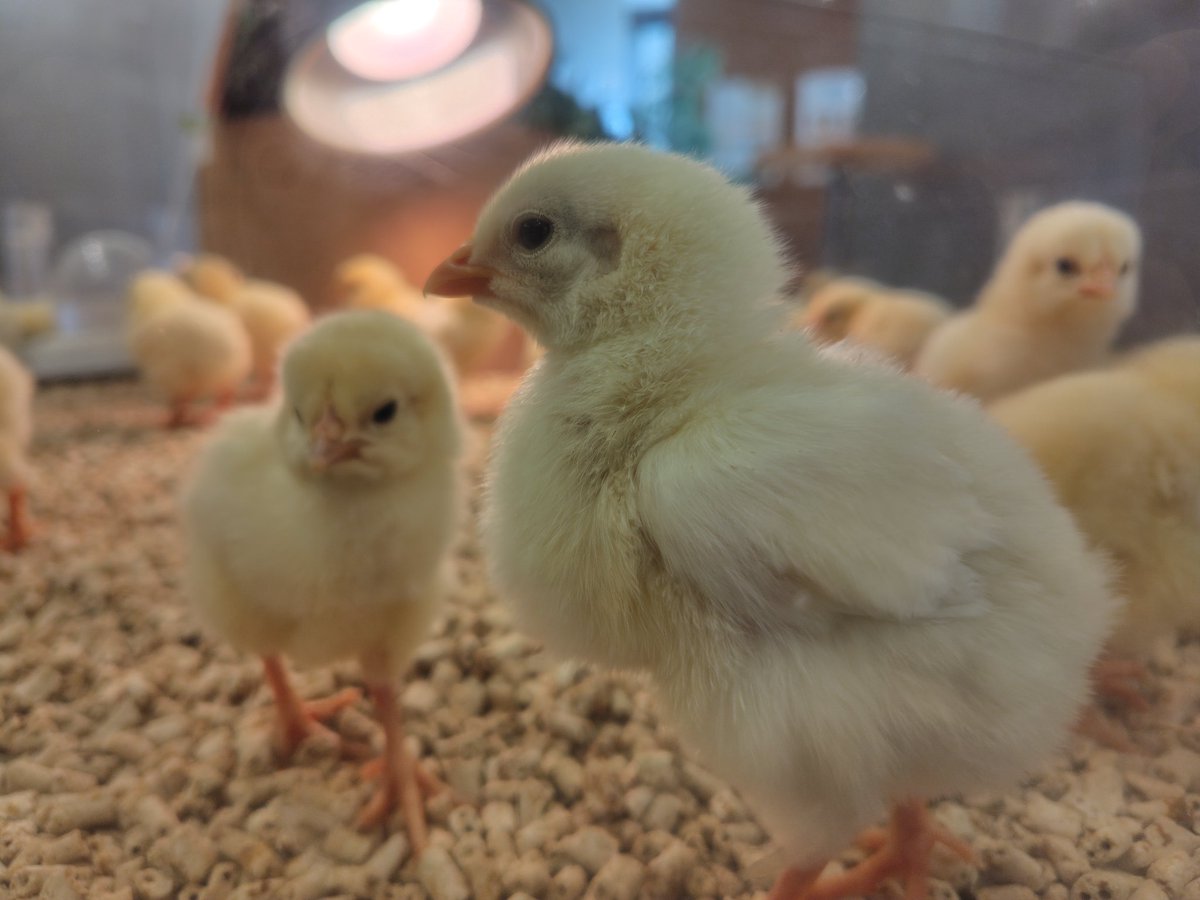 riccan39's tweet photo. ららぽーと立川立飛のMoff animal cafe 
すっごい満喫してしまった。文鳥可愛い。可愛い過ぎてひよこちゃんが入ってすぐのところにいるの卑怯過ぎる。ひよこちゃんに来てほしくてオヤツ購入。
ただ、人間のひよこちゃんが床材を掘り掘りしてるのに集まっているのに気づいて習性ってこういうことか https://t.co/57ilAt3OFY