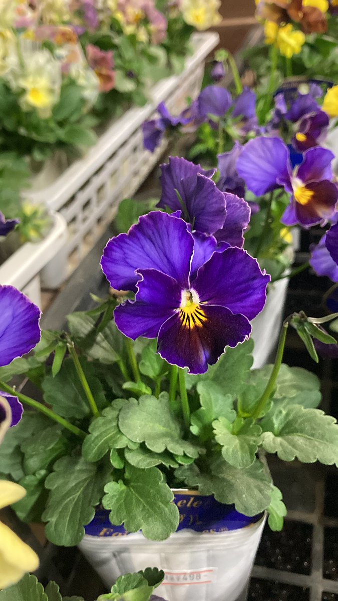 フレアブルー #神永園芸 #園芸店 #ガーデニング #シクラメン