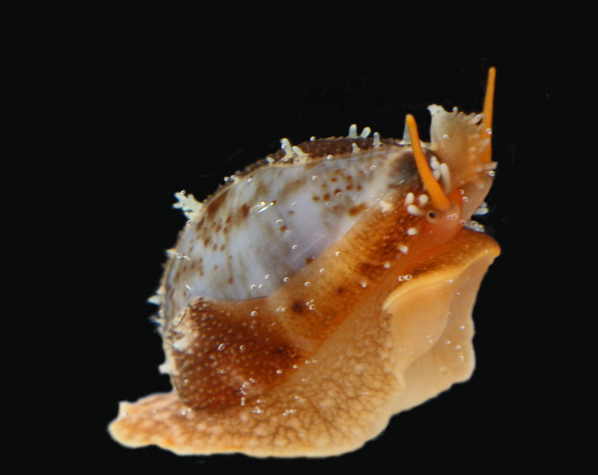 タカラガイ 貝殻 Histrio Rusty 磯の生き物。タカラガイの仲間（？）の生体。貝殻は見知っていたのです